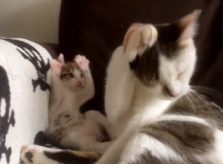 毛づくろいする母親の真似をする猫の赤ちゃん