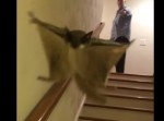 階段を滑空降下するムササビの映像