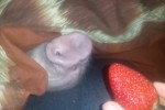 眠っている豚の鼻にイチゴを近づけると…