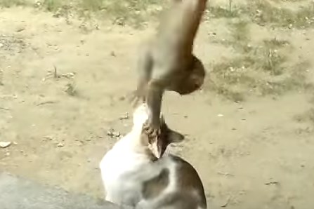 猿の赤ちゃん vs. ニャンコ