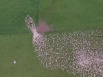 ニュージーランドの広大な牧場を移動する羊の群れを空撮
