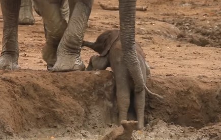 水たまりから出られなくなった象の赤ちゃん