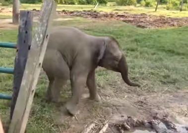 象の赤ちゃんがヤギを目撃して叫びながら逃げ去る映像