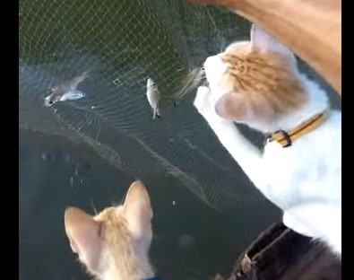 ボートの上で網にかかった魚を待つニャンコ達