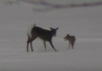 コヨーテ vs. 鹿 雪上で一対一の戦い