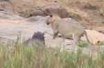 単独行動のカバを襲うか躊躇う3頭のライオン