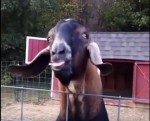 舌を出しながらアバババババ言うヤギの映像