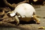 甲羅に卵の殻をのせて歩く孵化したばかりの亀の赤ちゃん
