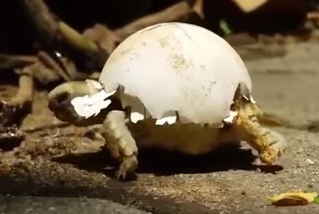 甲羅に卵の殻を乗せて歩く孵化したばかりの亀の赤ちゃん