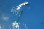 ハワイ沖でドローンが撮影したザトウクジラの高画質映像