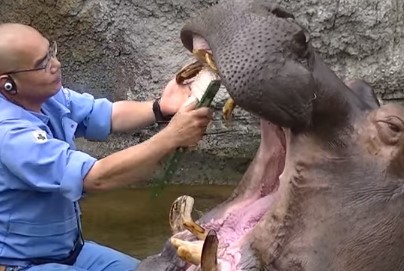 天王寺動物園のカバの歯磨き映像