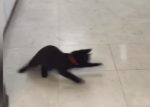 ピンポン球を追いかける黒猫の映像