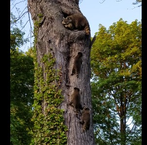 木の上の巣に帰るアライグマ一家