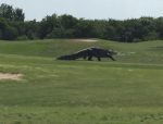 ゴルフ場に全長4メートルの巨大ワニ出没
