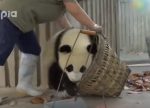 掃除の邪魔をする2頭のパンダの子供