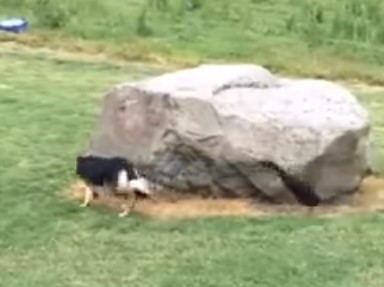 アヒルとワンコの追いかけっこ、大きな岩の周りをぐるぐる回る面白映像