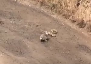 ウサギ vs. ヘビ