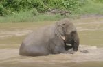 川で水浴び中に流されてしまった赤ちゃん象を仲間が救出