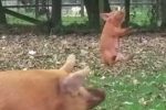 母豚に突き飛ばされ宙を舞う豚の赤ちゃん