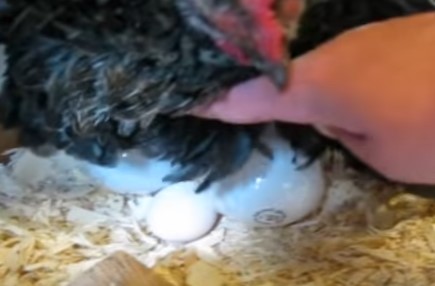 電球を卵と思い込み温める鶏