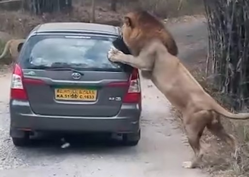 サファリパークのライオンが乗用車をがぶり