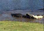 ゴルフ場の池で2匹のワニが喧嘩
