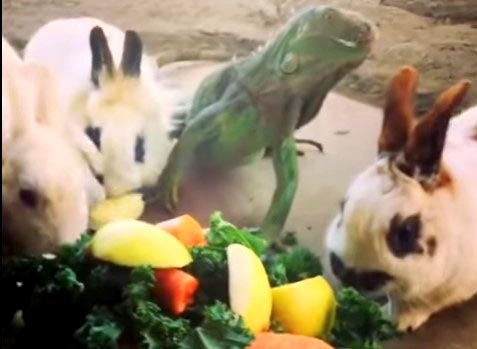 ウサギとイグアナとカメとニワトリがサラダパーティ