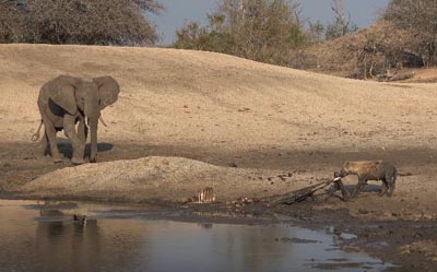 象の群れが水を飲みに来たので退散する食事中のハイエナ