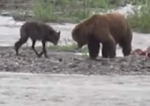 お昼寝中の熊から獲物を横取りしようとするオオカミ