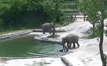 ゾウの赤ちゃんがプールに転落、2頭の大人のゾウが瞬時にレスキュー
