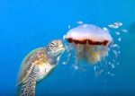 クラゲを食べるウミガメ