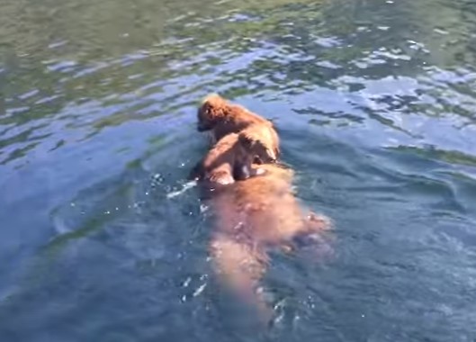 お母さんボートに乗って湖を渡る熊の子供