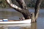 カヌーを使って増水した川に取り残されたコアラを救出