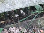 ヘビに襲われるウサギの赤ちゃんを母ウサギが救出