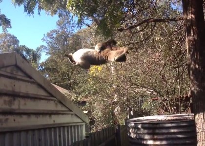 屋根から木に向かってジャンプするコアラ