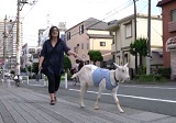 ヤギと一緒に暮らす日本人女性