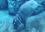 オナラしながら水中に潜るカバの赤ちゃん