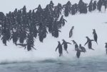 ペンギンが海からひたすらジャンピング上陸する映像