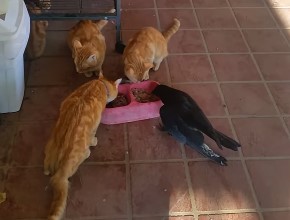 猫たちのお食事タイムにカラスが紛れ込む