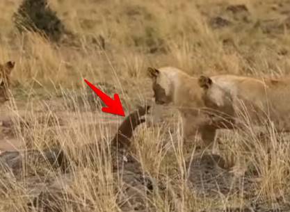 3頭のライオン vs. マングース