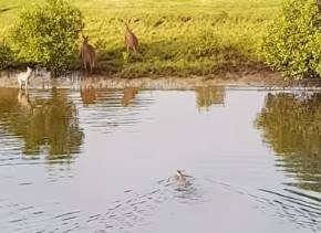 川を泳いで渡るカンガルー