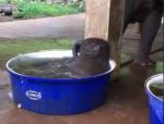 象の赤ちゃんが小さなプールで水浴び