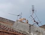 喧嘩していた2匹の猫が屋根から転げ落ちる