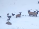 オオカミの群れのヘラジカ狩り