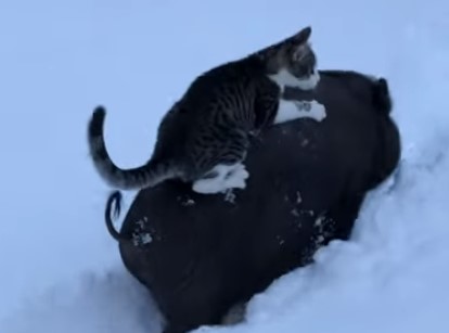 深い雪の中、豚の背中に乗って移動するニャンコ