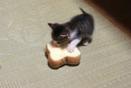 パンのおもちゃで遊ぶ子猫